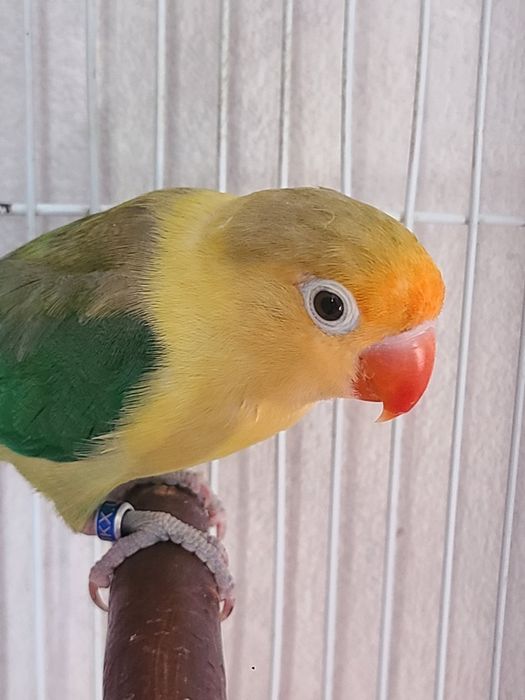 Папугай неразлучник ,самец 8 мес
