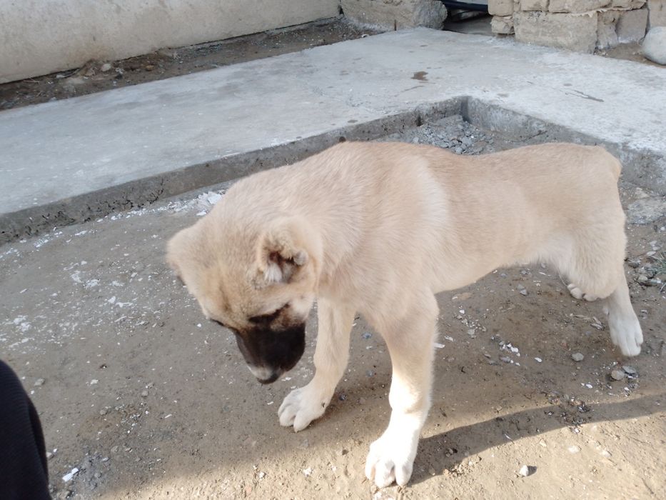 Кангал 3 ойлик угил бола