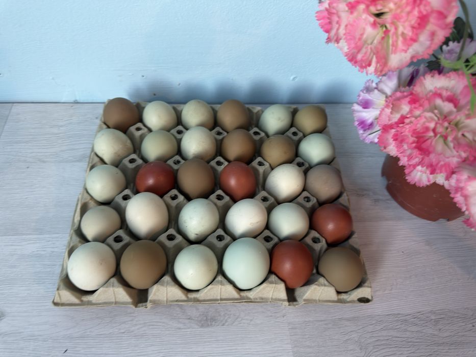 Vand oua incubat: Ameraucana, Marans si Olive