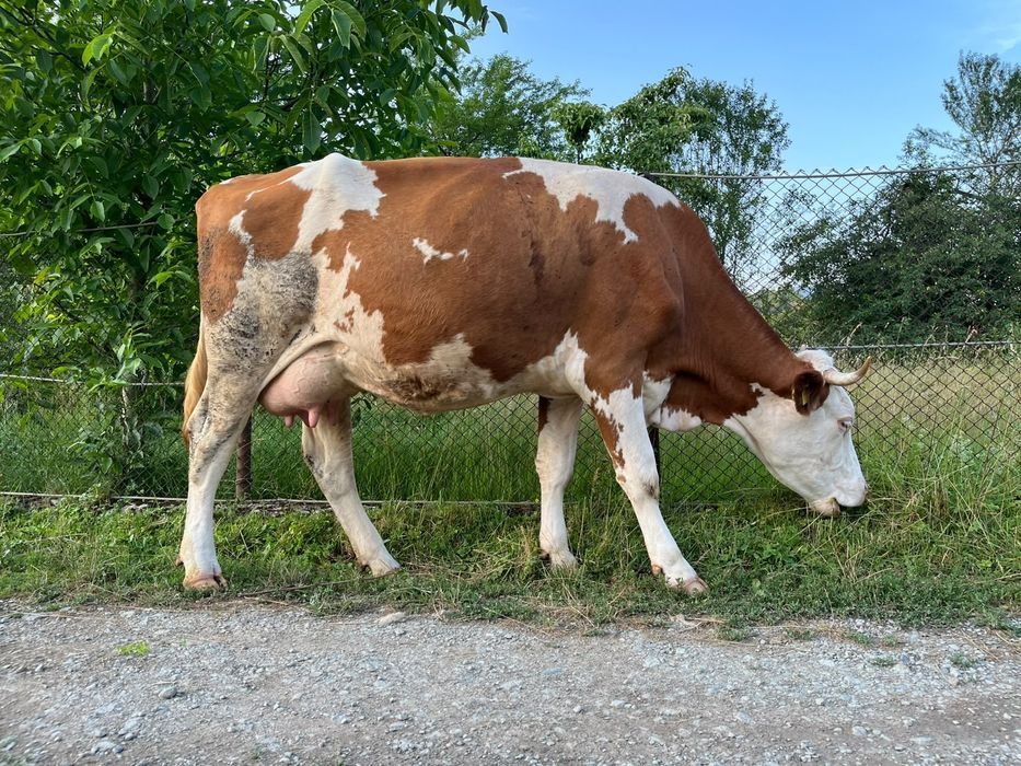 Vaca cu vitel de vanzare
