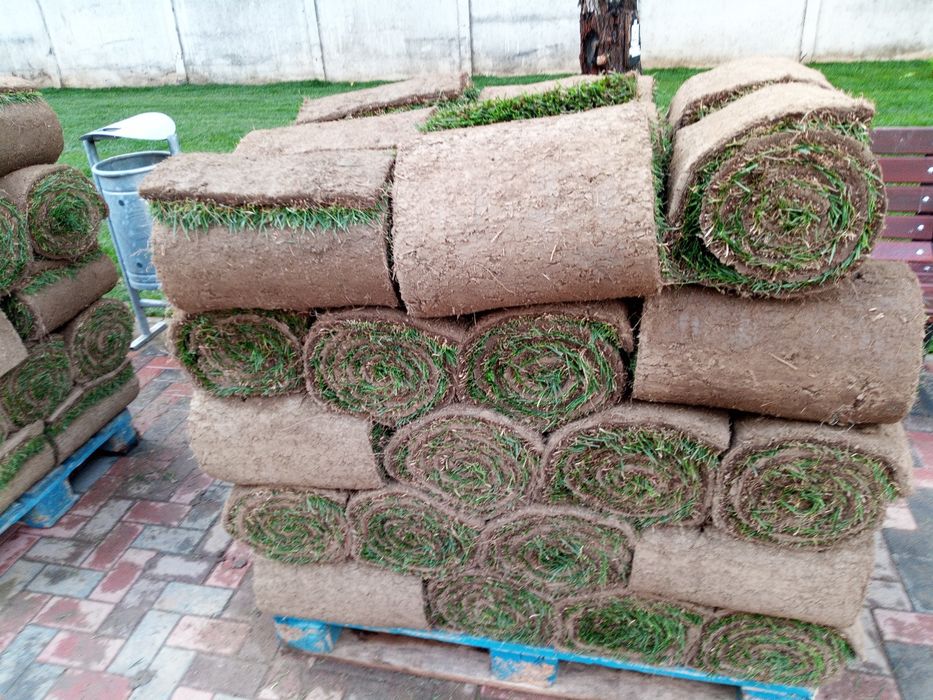 Gazon rulou luna  rămas 10 lei m2