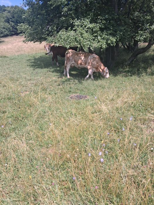 Vaca de vanzare!!