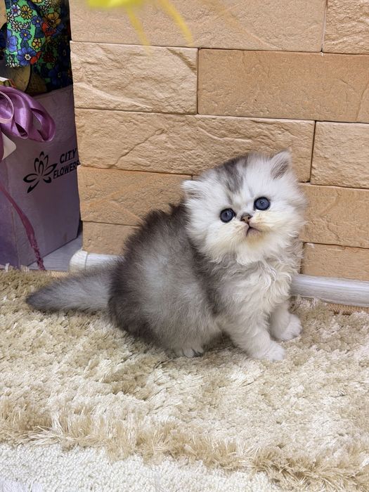 Британцы! Шиншила серебро!