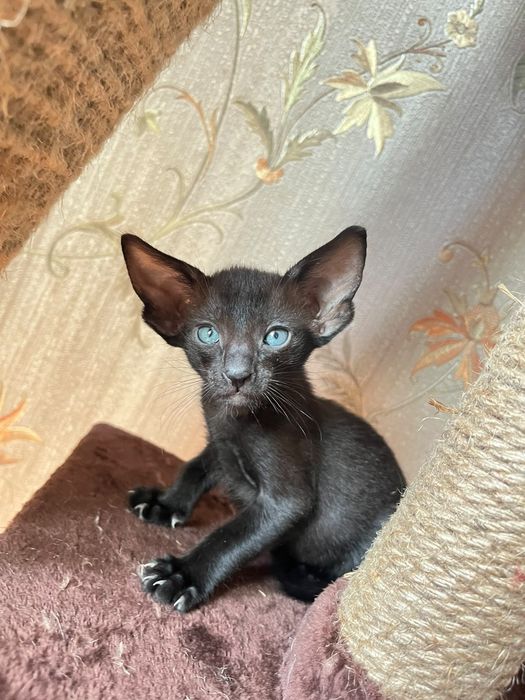 Ориентальные котята