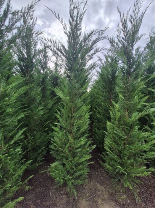 Leylandii de vânzare – ideal pentru gard viu.