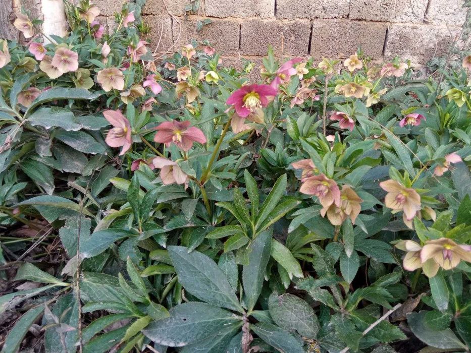 Гортензия белая Анабель,  розовая