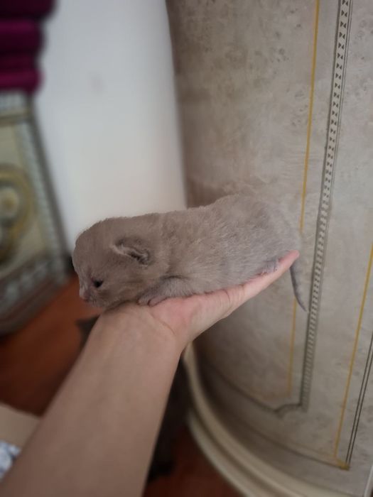 ВЯЗКА британские кот лиливые цветь