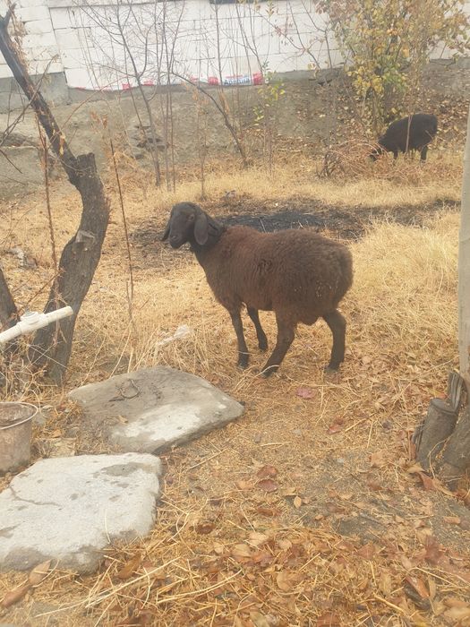 Кучкор сотилади...