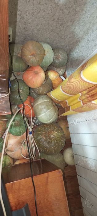 Тыква урожай 2025.