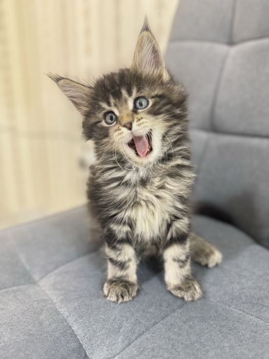 Мейн -Кун. Мальчик