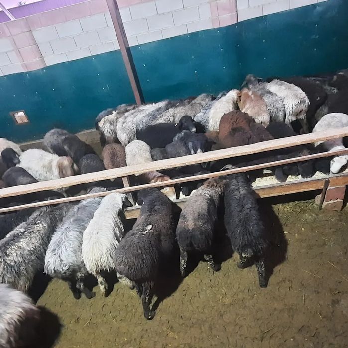 Кой токты тусак кошкар сатылады