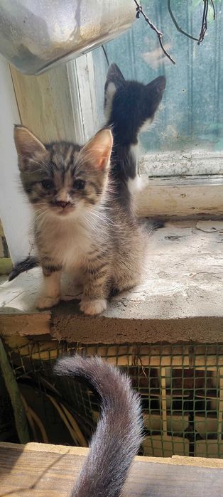 отдадим котят .очень добрым людям