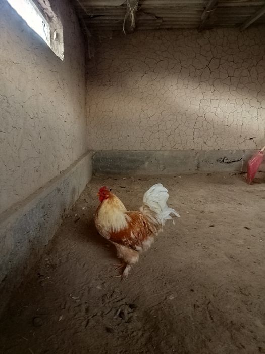 Әтеш,жасқа толмаған 8-9 айлық