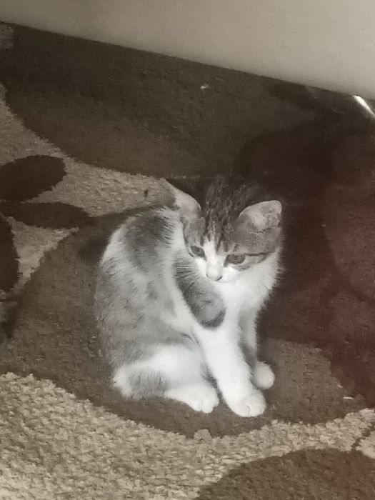 Отдам котят в хорошие руки