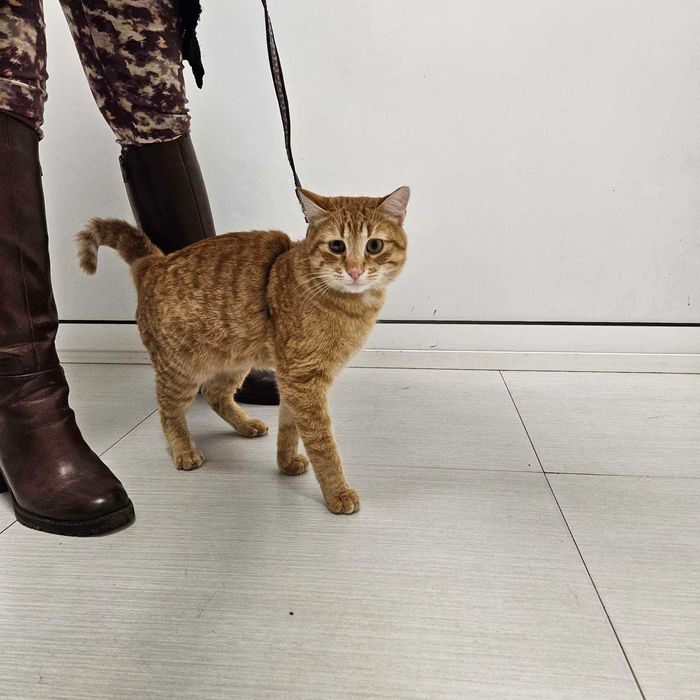 Коте на годинка спешно търси дом