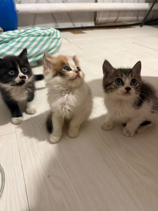 Котята бесплатно
