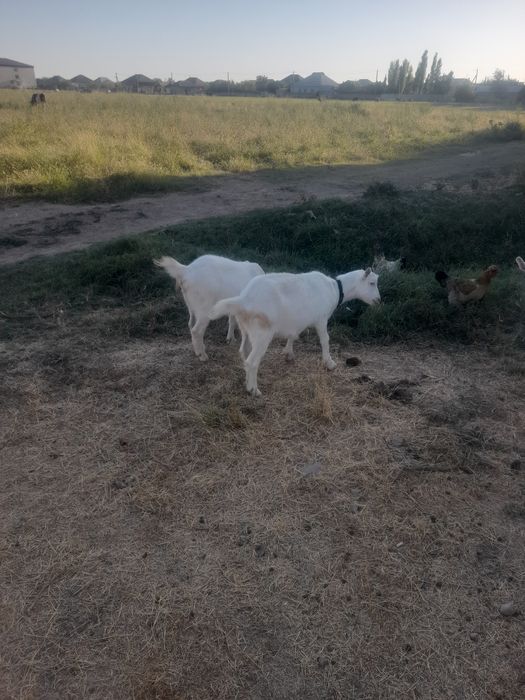 Екі Шыбыш бар сатылатын