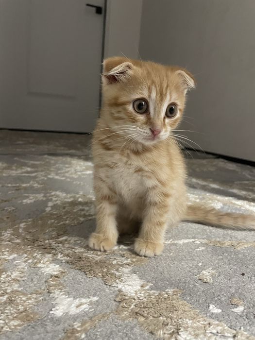 Котенок 2 мес, вислоухий