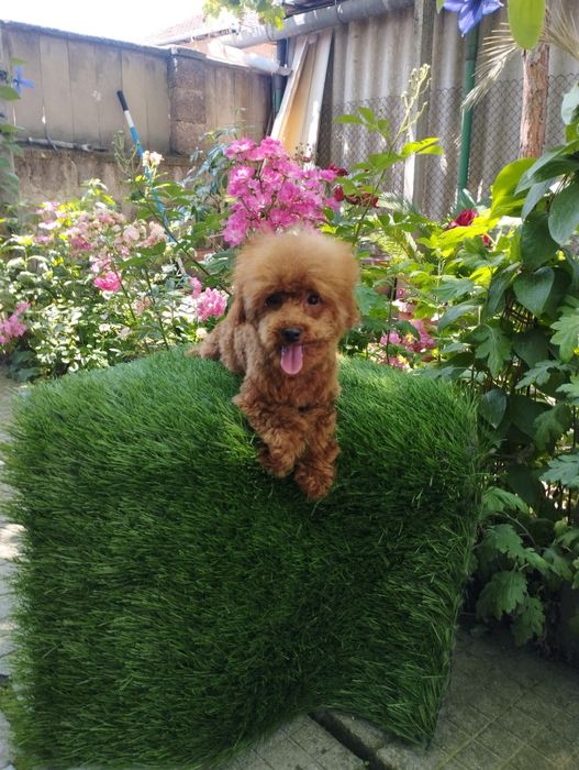 Той Пудел Toy Poodle.