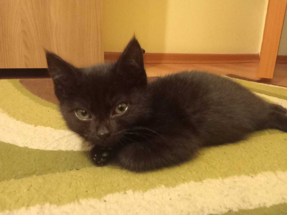Ищет дом котёнок