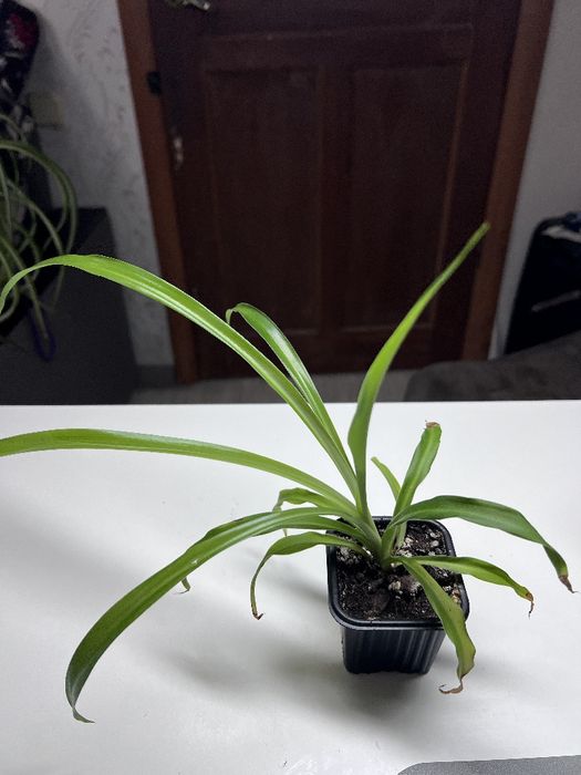 Цветы домашние ухоженные