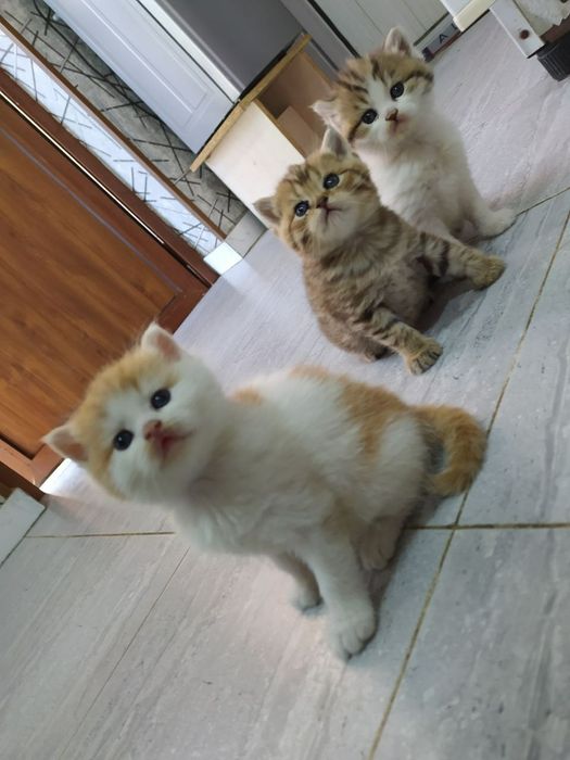 Папа Шотландский вислоухий фолд 
Мама Британский страйт