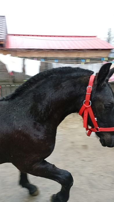 Mânz friz de vânzare