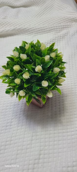 Декоративный красивый цветок в горшочке.