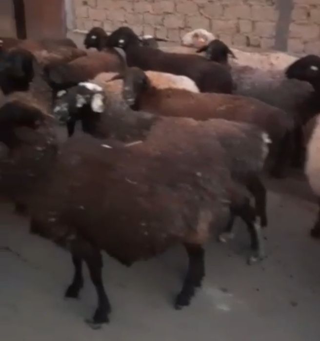 Мулат секс nd