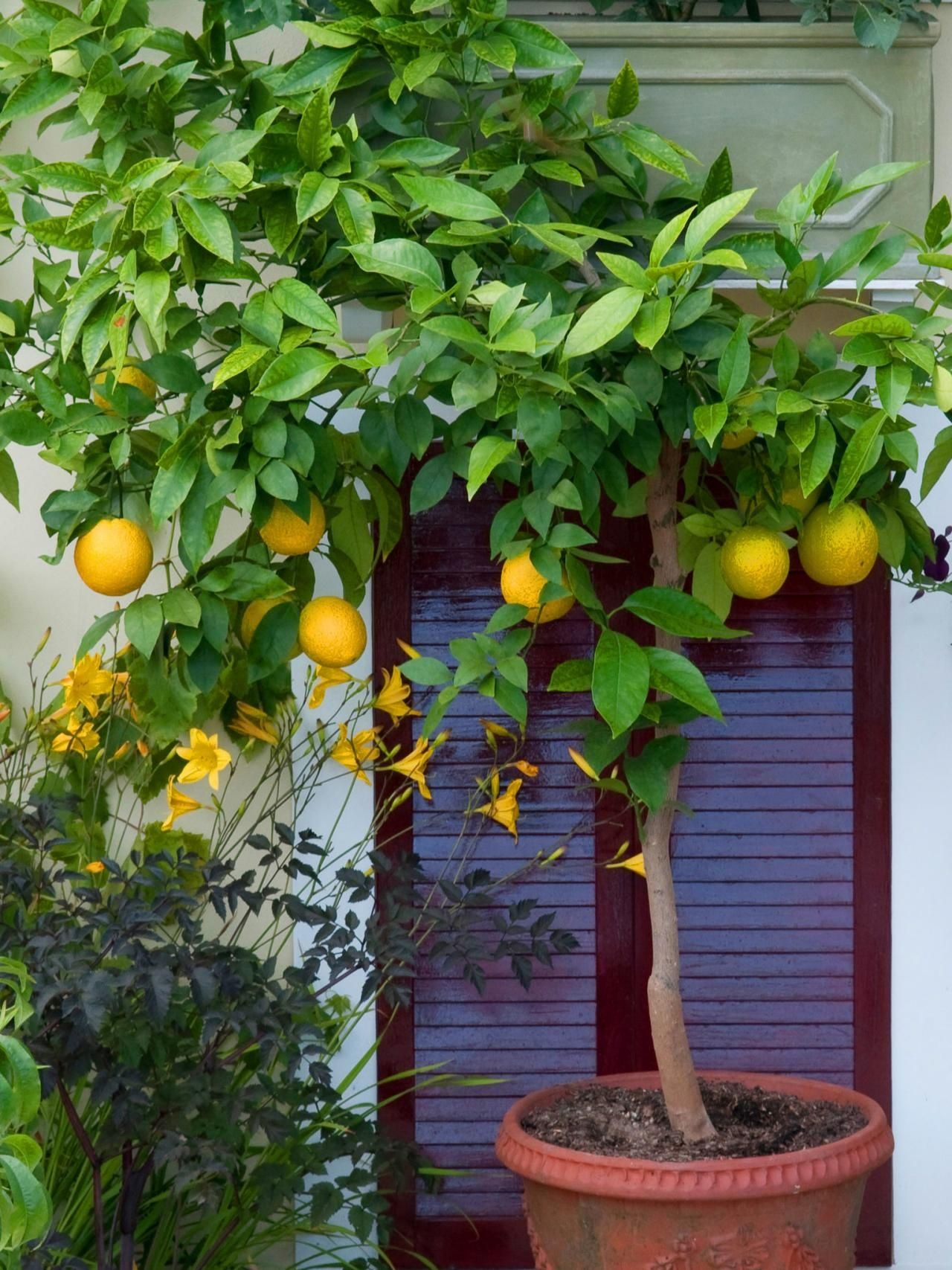 Limon , apelsin, mandarin 