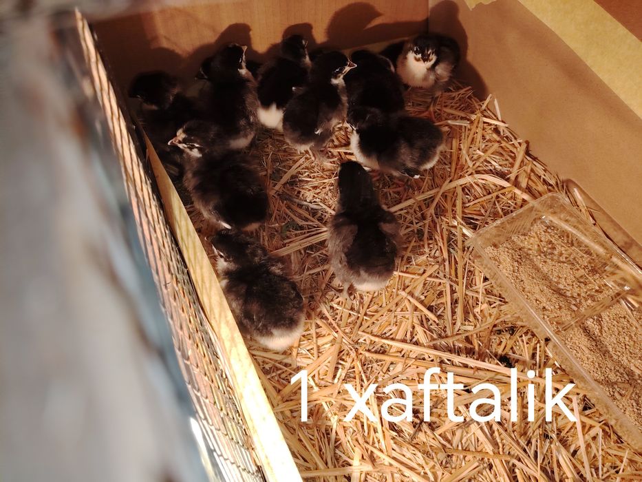 Qorashaxzoda--avstrolop--kurka jojalari sotiladi sog'lom