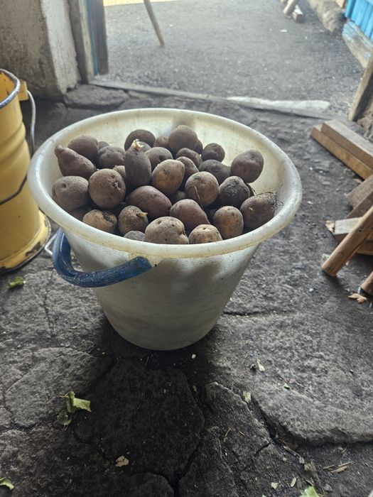 Картофель семейной