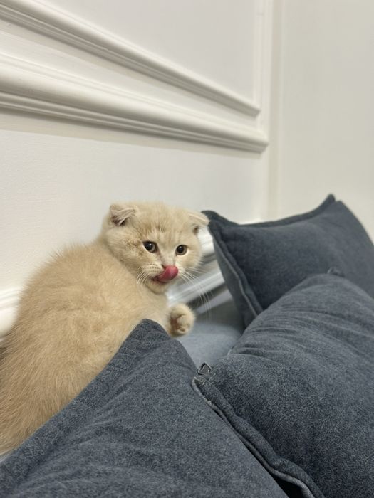 Продается котенок фолд веслоухый