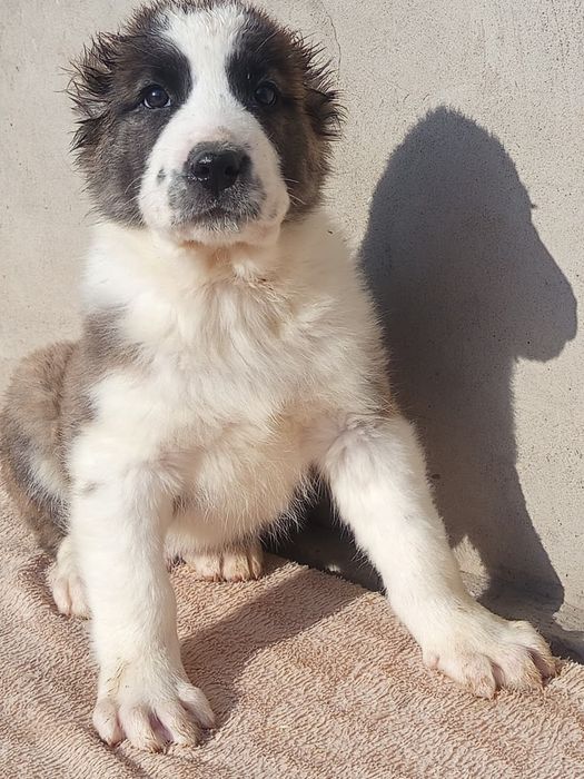 Щенки САО Алабай