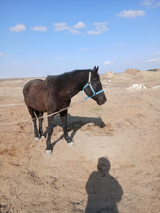Селхоз Животные лошадь