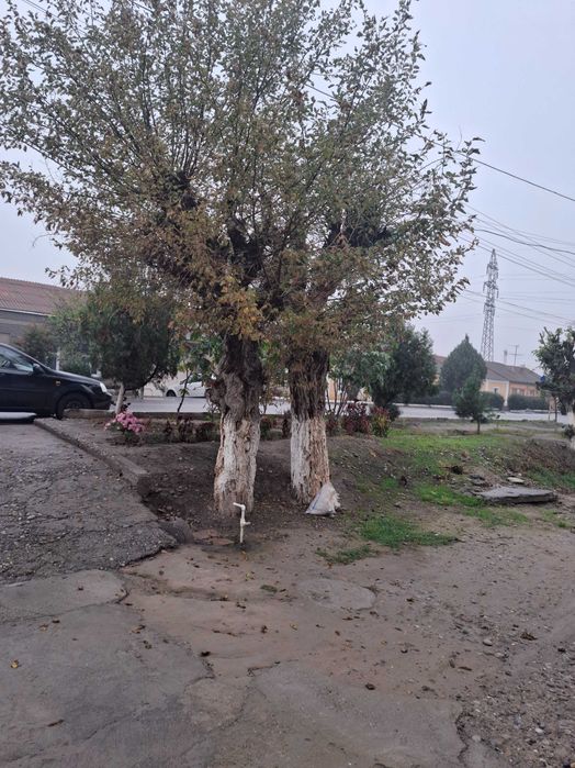 Утин у́чок учун арзон нархда пулиз узиз блан кетади