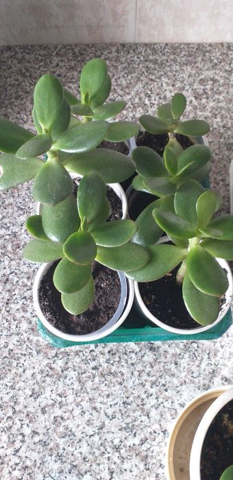 продам цветок Толстянка, денежное дерево цена 600т