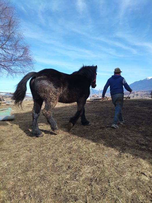 2 Cai de vânzare - sunați pt. detalii