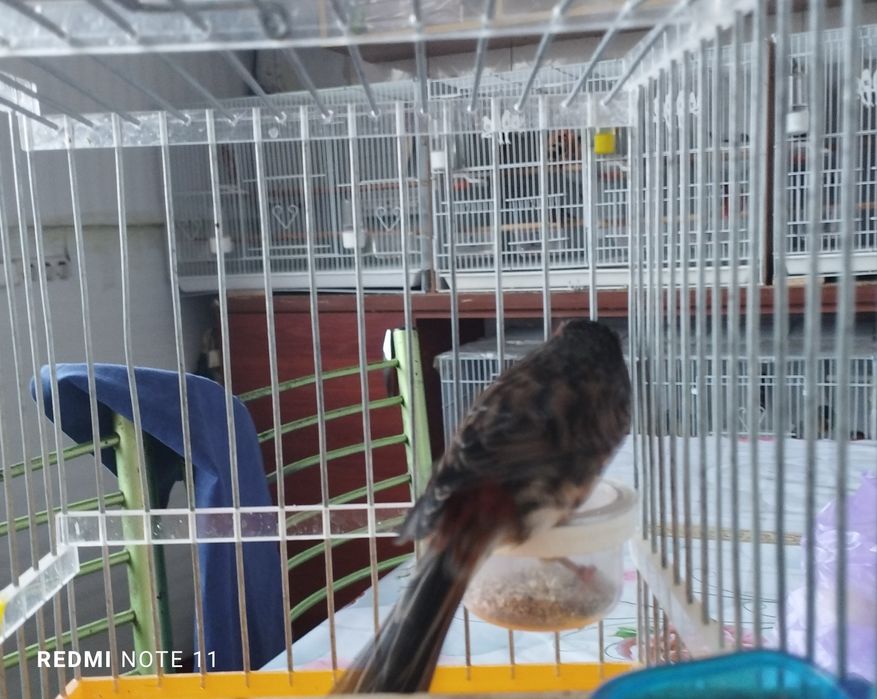 Черный красный мазайка НАР Сотилади.