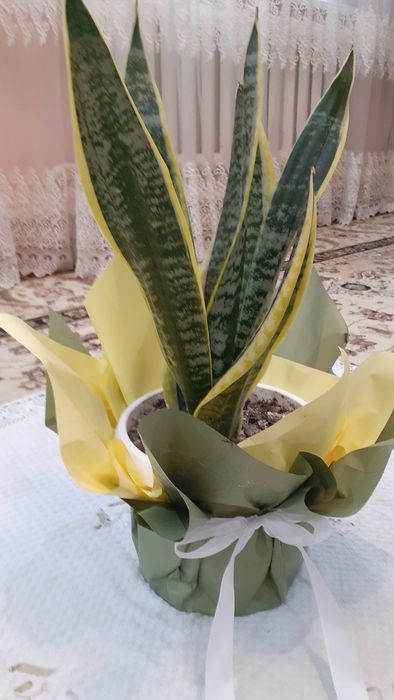 Домашние комнатные цветы