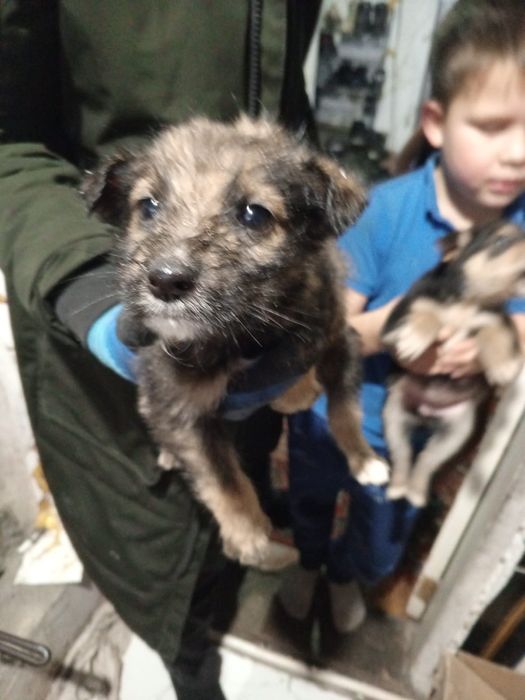 Щенки мальчики и девочки