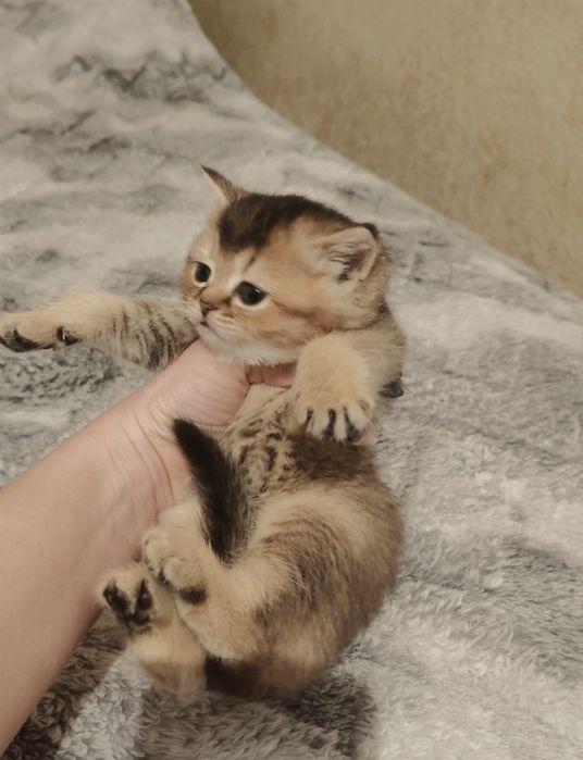 Золотой Шиншилла ny25