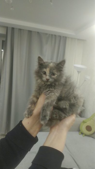 Отдам котенка девочка