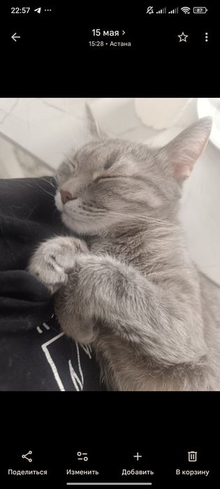 Отдам кошку в хорошие руки