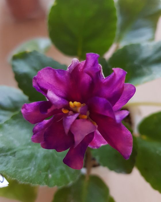 Детки сортовых фиалок