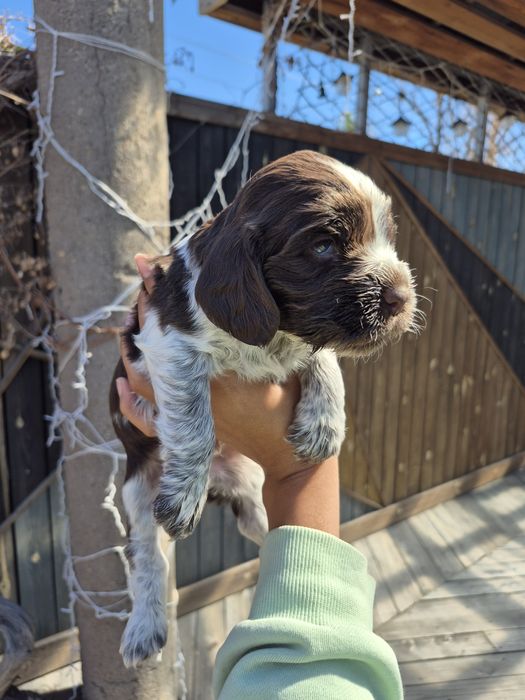 Мальчик спаниель пегий