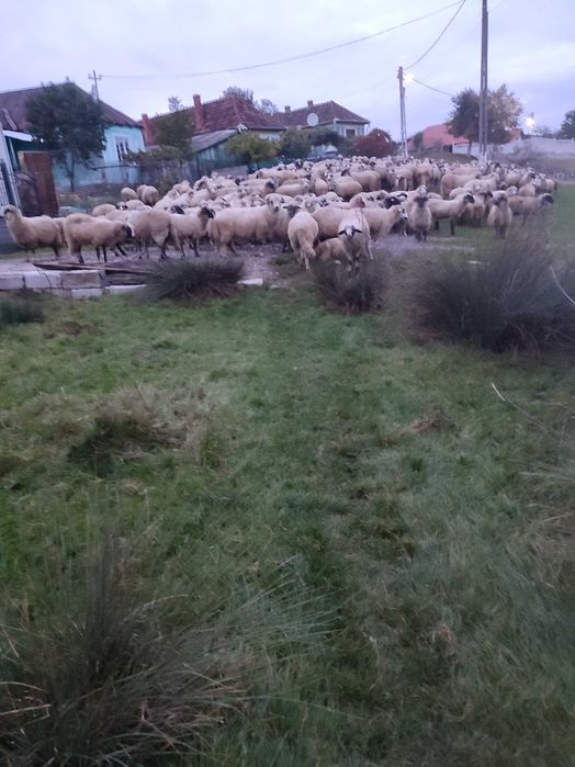 Vând 250 de oi țurcane