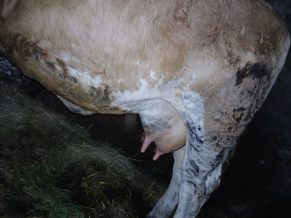 Vaca cu vitel de vanzare