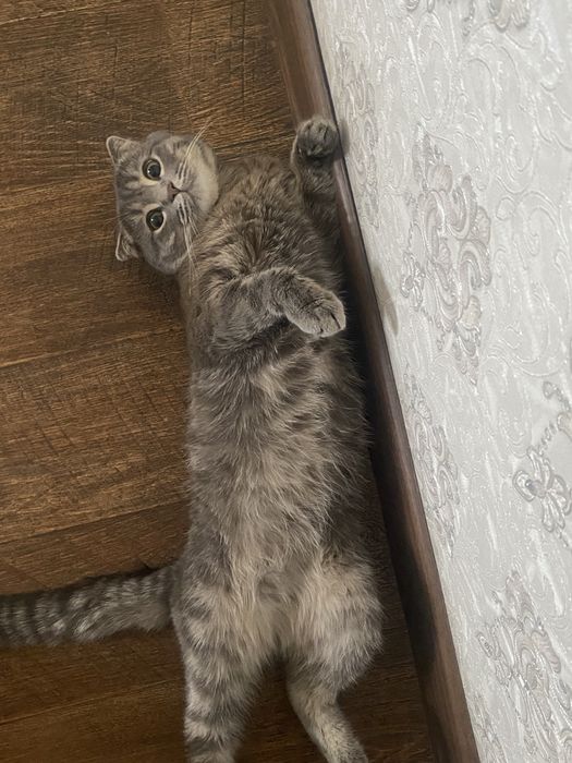 Кот на вязку очень красивый скромный