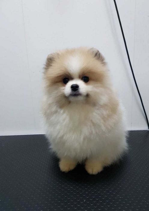 Продава  Пекинез, Мини шпиц